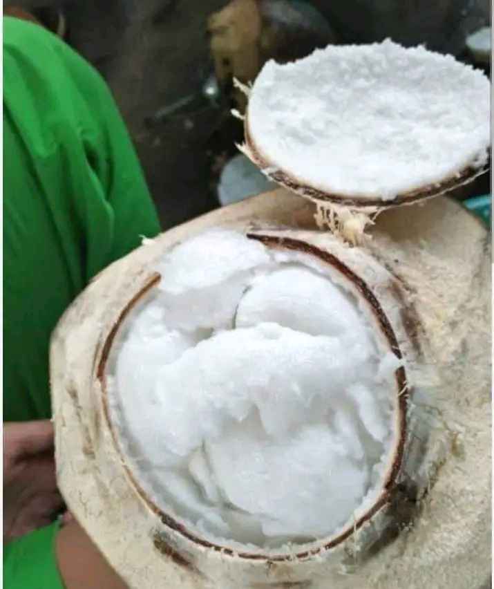 Cara Membuat Bibit Kelapa Kopyor
